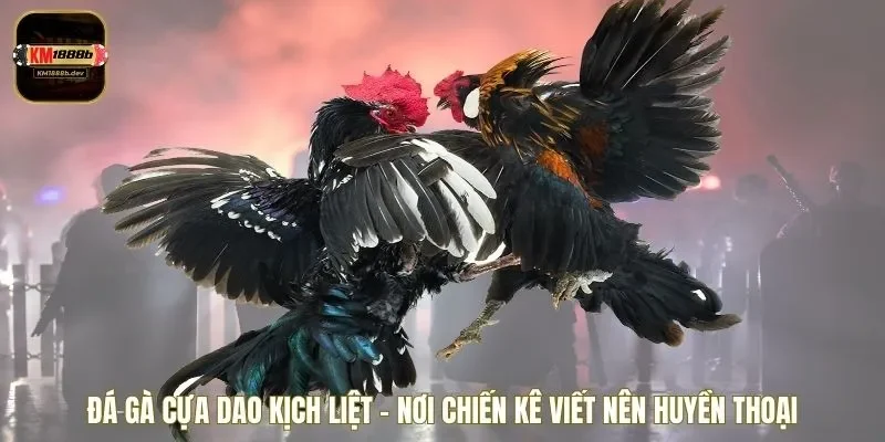 Đá gà cựa dao