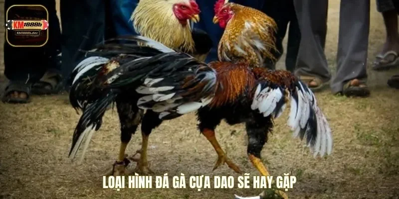 Bộ môn đá gà cựa dao hot nên tham gia